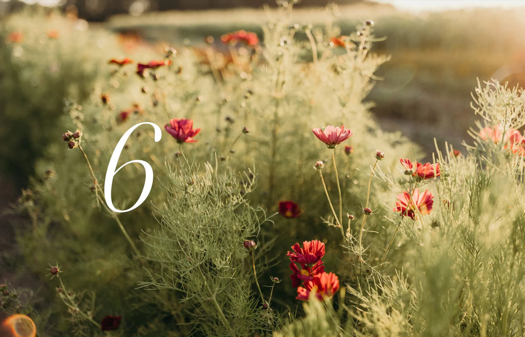 Coffee Table Book - Where Flowers Bloom