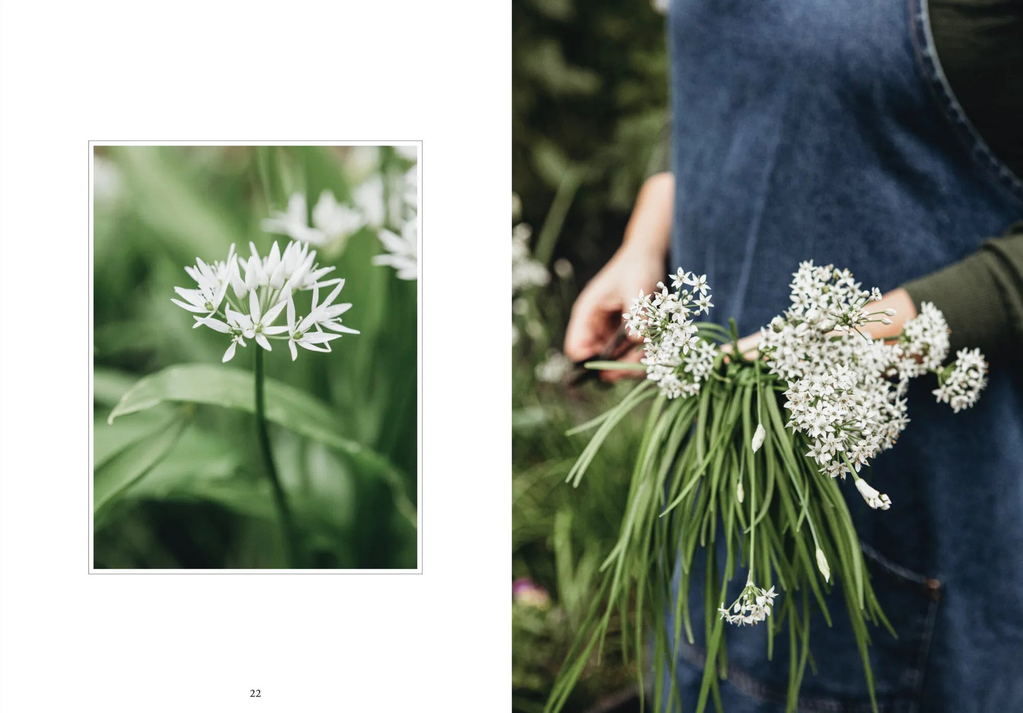 LivingWithHerbs_Layout_02.jpg.webp