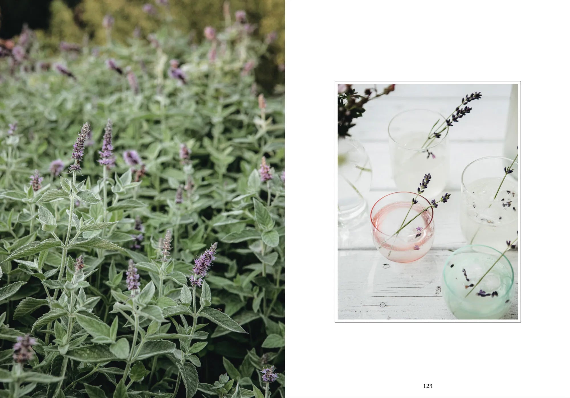 LivingWithHerbs_Layout_07.jpg.webp