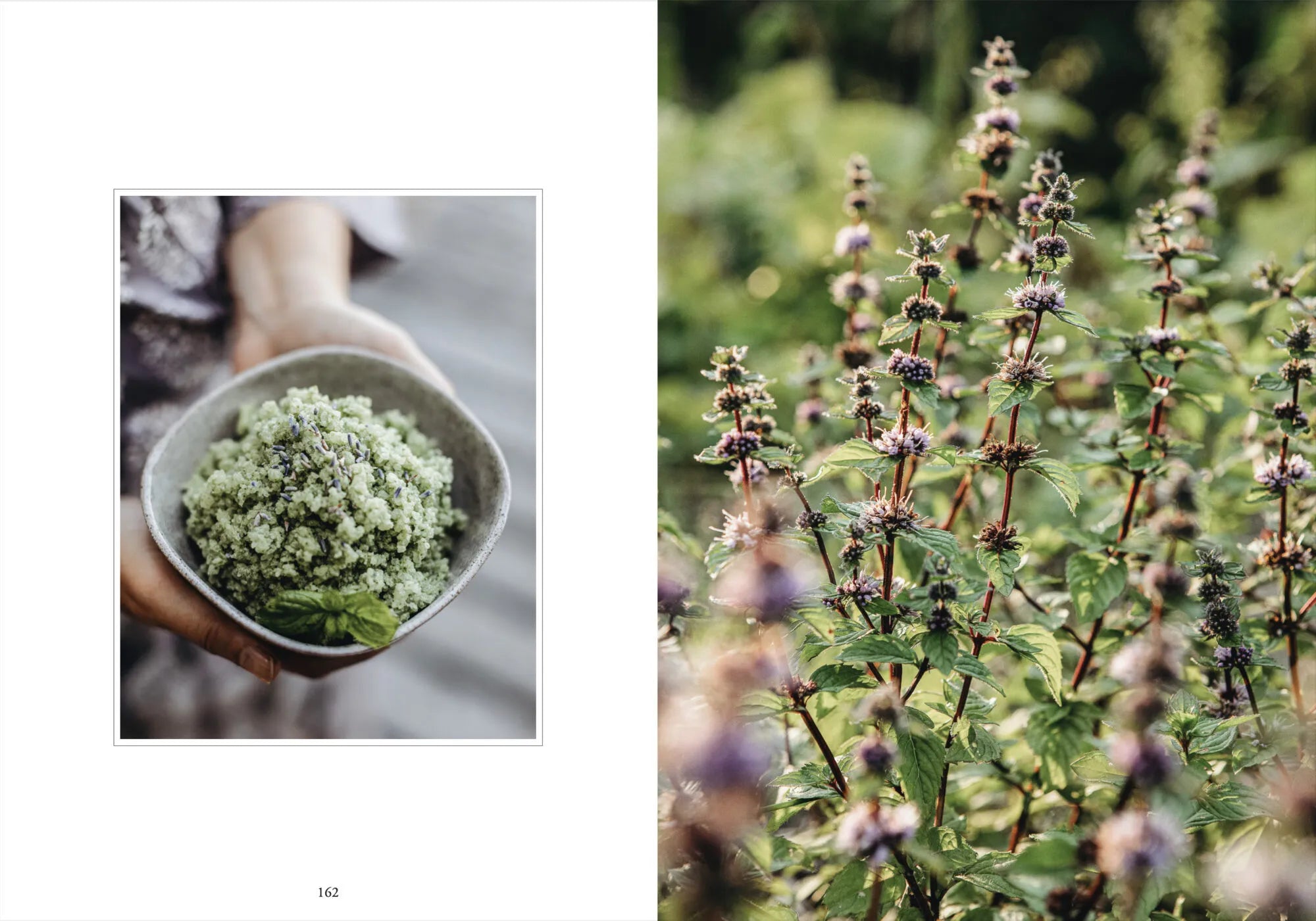 LivingWithHerbs_Layout_10.jpg.webp